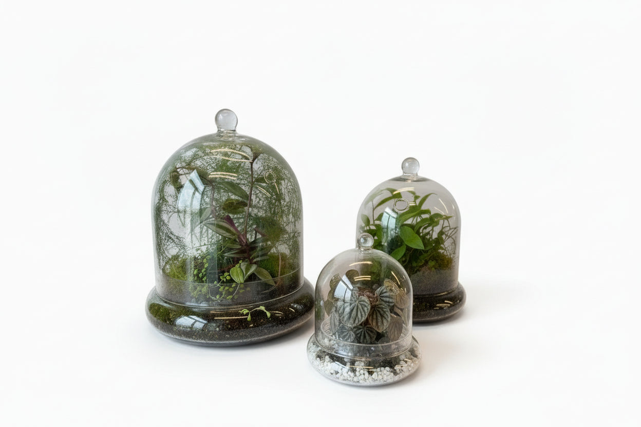 three terrariums in glass cloches