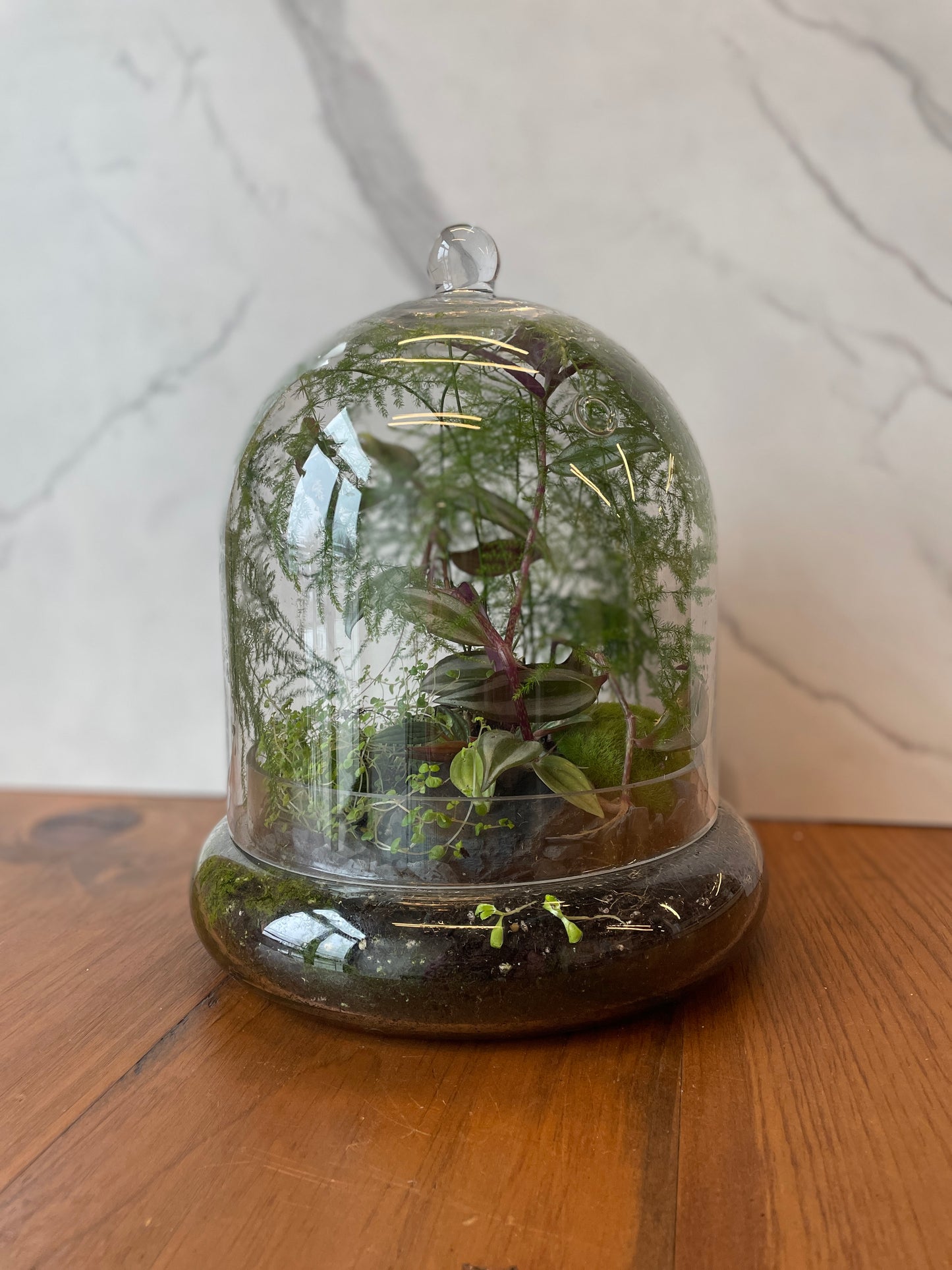 Terrarium